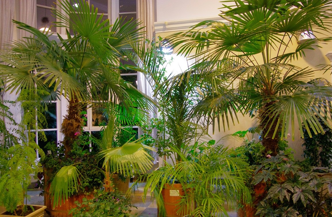 Царицыно музей заповедник оранжереи